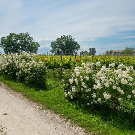 Bilo Giallo By Interhome *