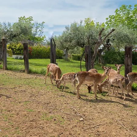 Bilo Giallo By Interhome *